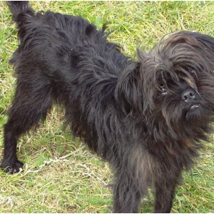Lost Dog Jacobo