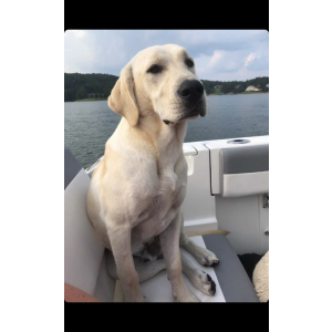 Lost Dog Riley