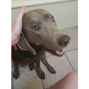 Found Dog Unknown