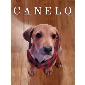 Lost Dog Canelo