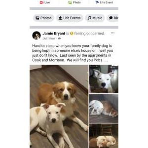 Lost Dog Pablo