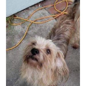 Lost Dog Broudie