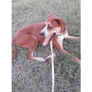Lost Dog Winston