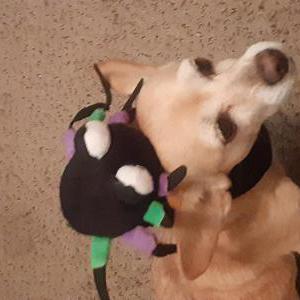 Lost Dog Coco