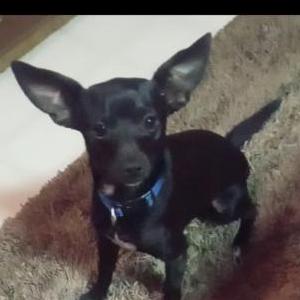 Lost Dog Bae