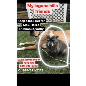 Lost Dog Max