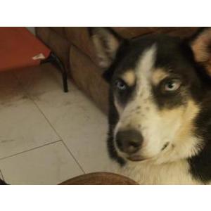 Lost Dog Emm
