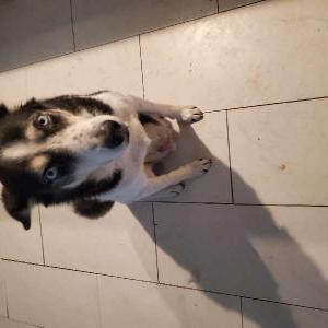 Lost Dog Emmette