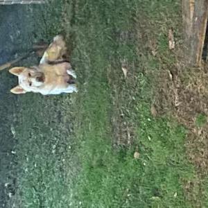 Found Dog Unknown