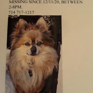 Lost Dog Rickie