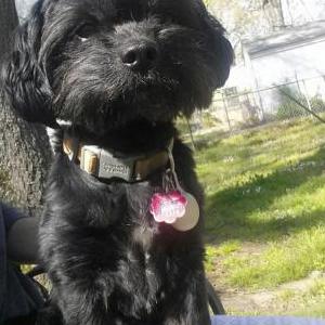 Lost Dog Tucker