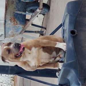 Lost Dog Blue