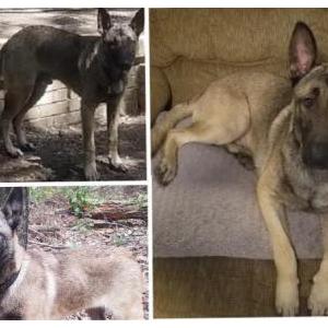 Lost Dog Zig