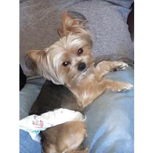Lost Dog Preston