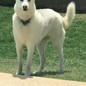 Lost Dog Lucy