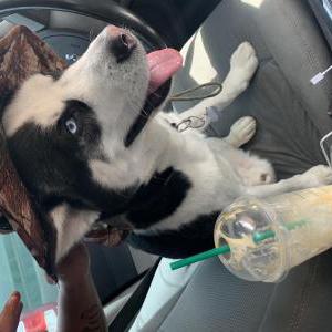 Lost Dog Panda