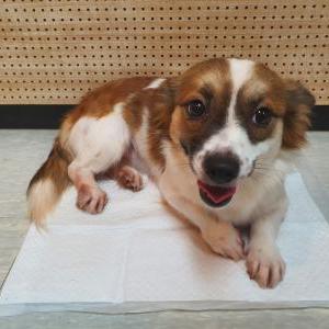 Lost Dog Kori