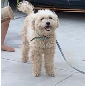 Lost Dog Molly
