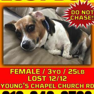 Lost Dog Lucy Williams