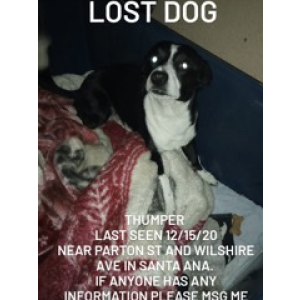Lost Dog Thumper