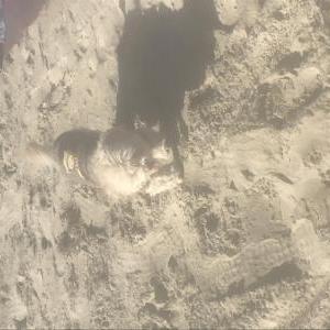 Lost Dog Charlie