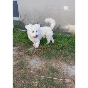 Found Dog Unknown