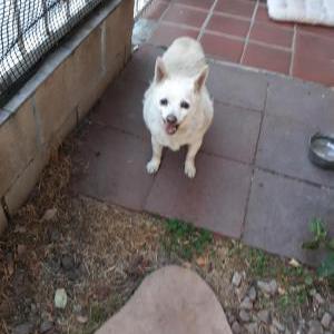 Found Dog No Name