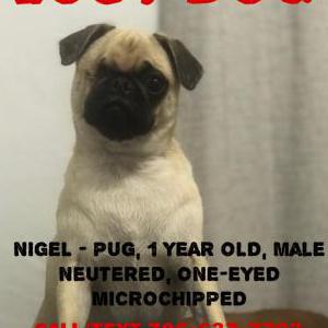 Lost Dog NIGEL
