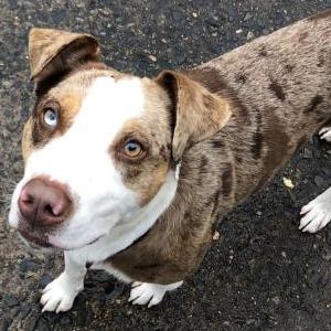 Found Dog Unknown