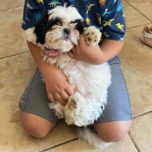 Lost Dog Bella