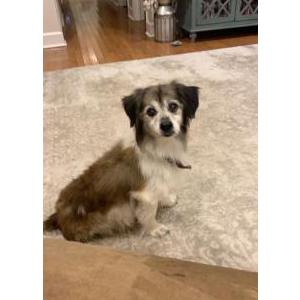 Lost Dog Tramp