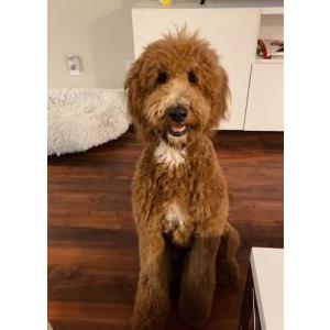 Lost Dog Maisy