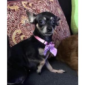 Lost Dog Sophie
