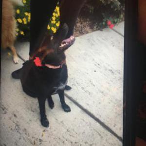 Lost Dog Mackie