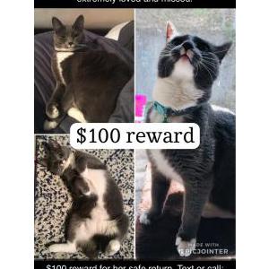 Lost Cat STEMI
