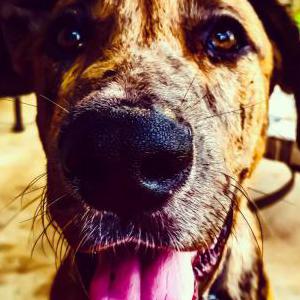 Lost Dog Doobie the Great
