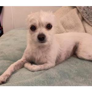 Lost Dog Ellie