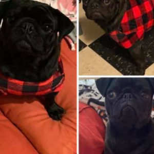 Lost Dog Newton