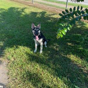 Lost Dog BG