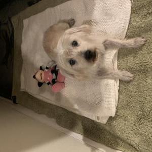 Found Dog Unknown