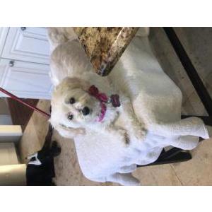 Lost Dog Marshmallow