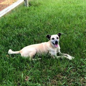 Lost Dog Pippin