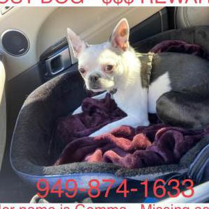 Lost Dog Gemma