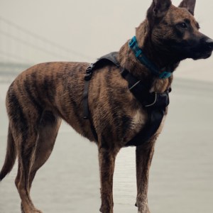 Lost Dog Nell