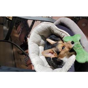 Lost Dog Athena Palacios