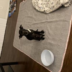 Found Dog Unknown
