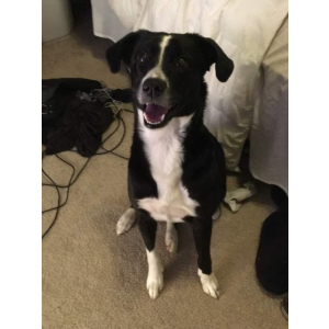 Lost Dog Nala
