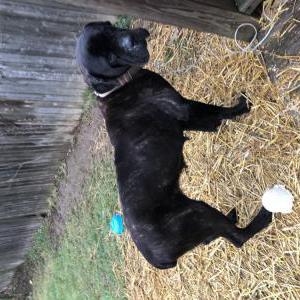 Lost Dogs In East Canton Oh Lost My Doggie Lost Dogs In East Canton Oh Lost My Doggie