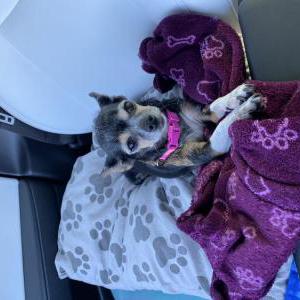 Found Dog Unknown