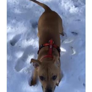Lost Dog nova